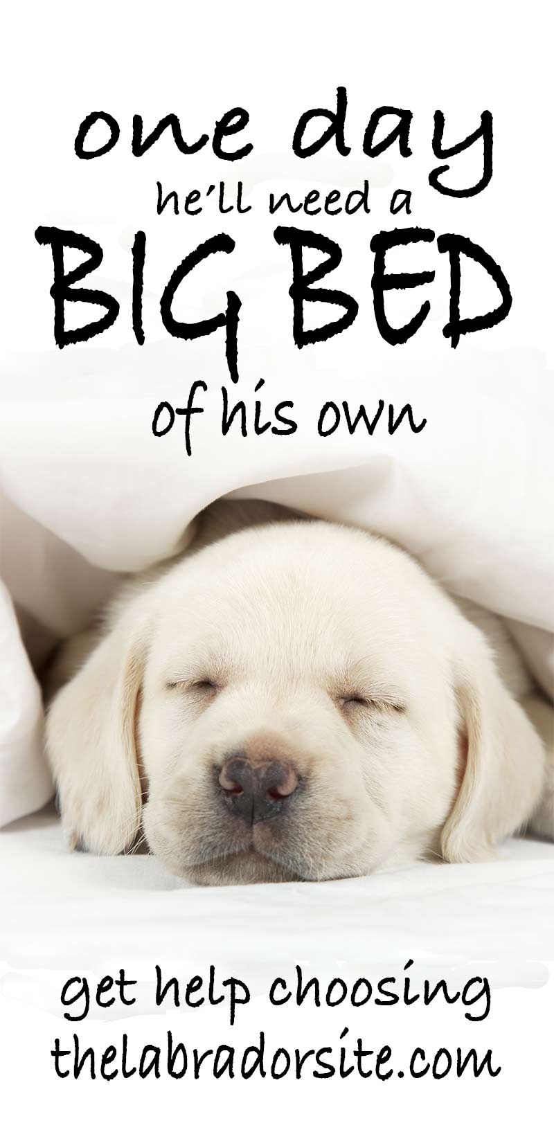 Our Favorite Big Dog Beds Perfect For Labs And Other Large Breeds