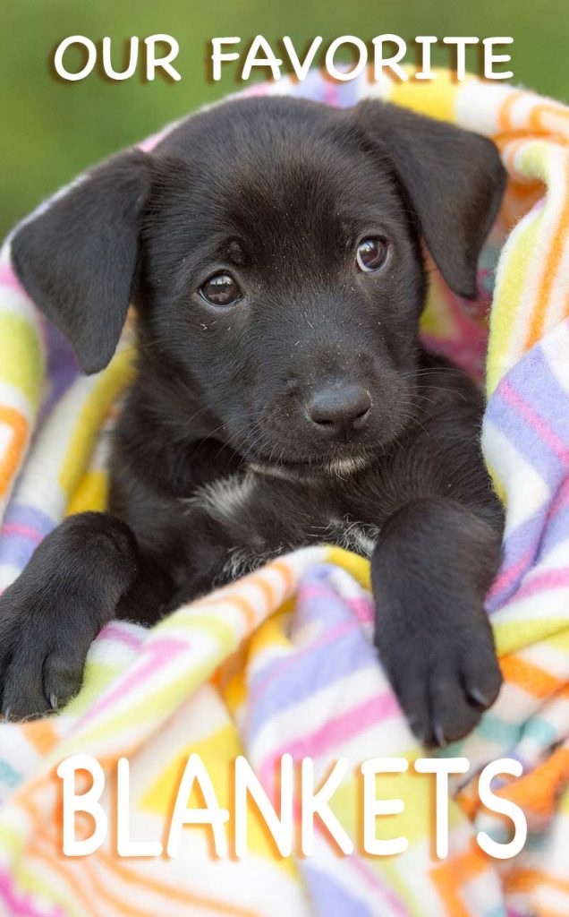 Our Favorite Dog Blankets The Labrador Site