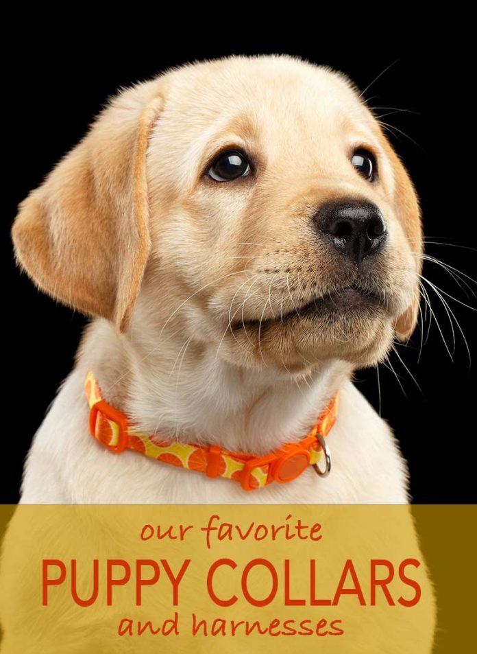 A Collection Of Our Favorite Collars & Harnesses For Puppies The
