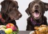 what to do if your eats chicken bones can dogs eat watermelon is watermelon for your lab what to do if your eats chicken bones can dogs eat watermelon is watermelon for your lab