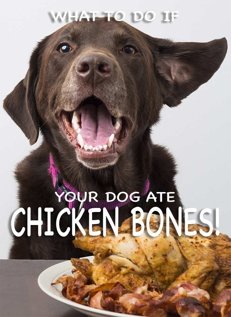 My dog ate chicken bones, what should I do now?
