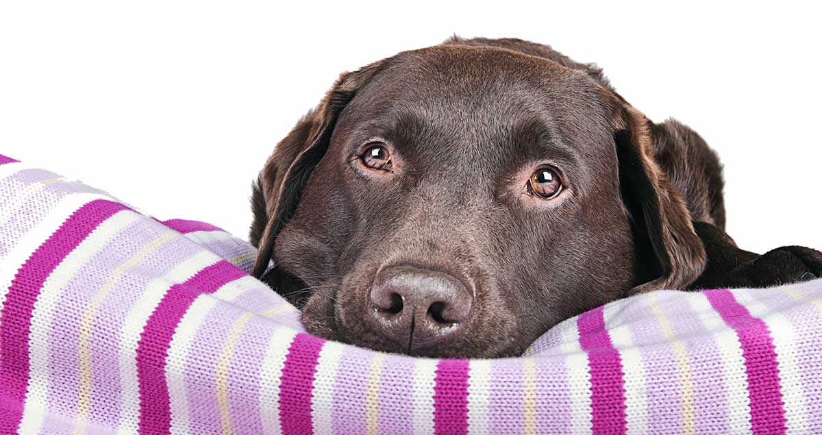 Our Favorite Dog Blankets The Labrador Site