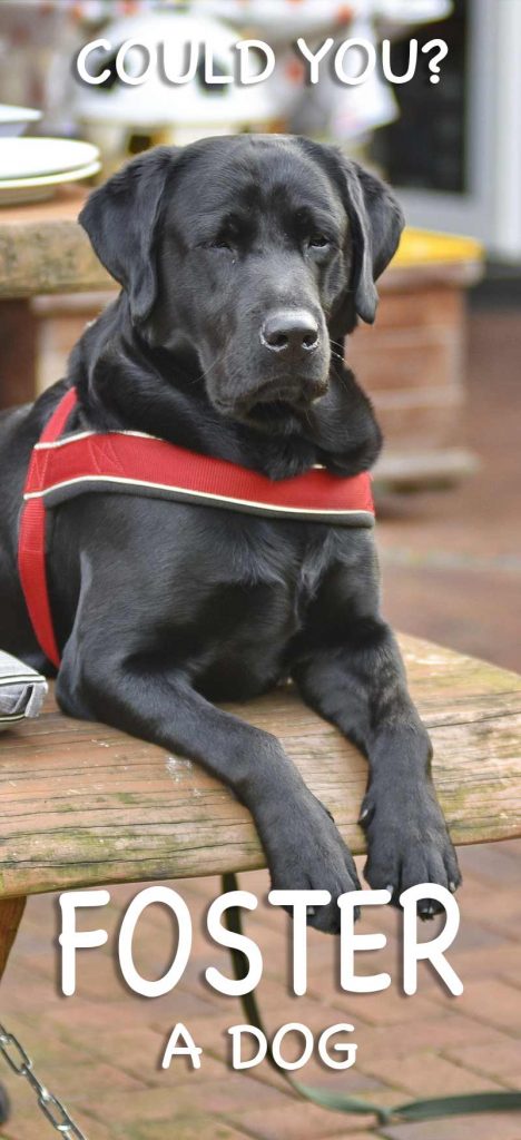 Labrador Rescue And How To Adopt A Dog - A Dog Rehoming Guide