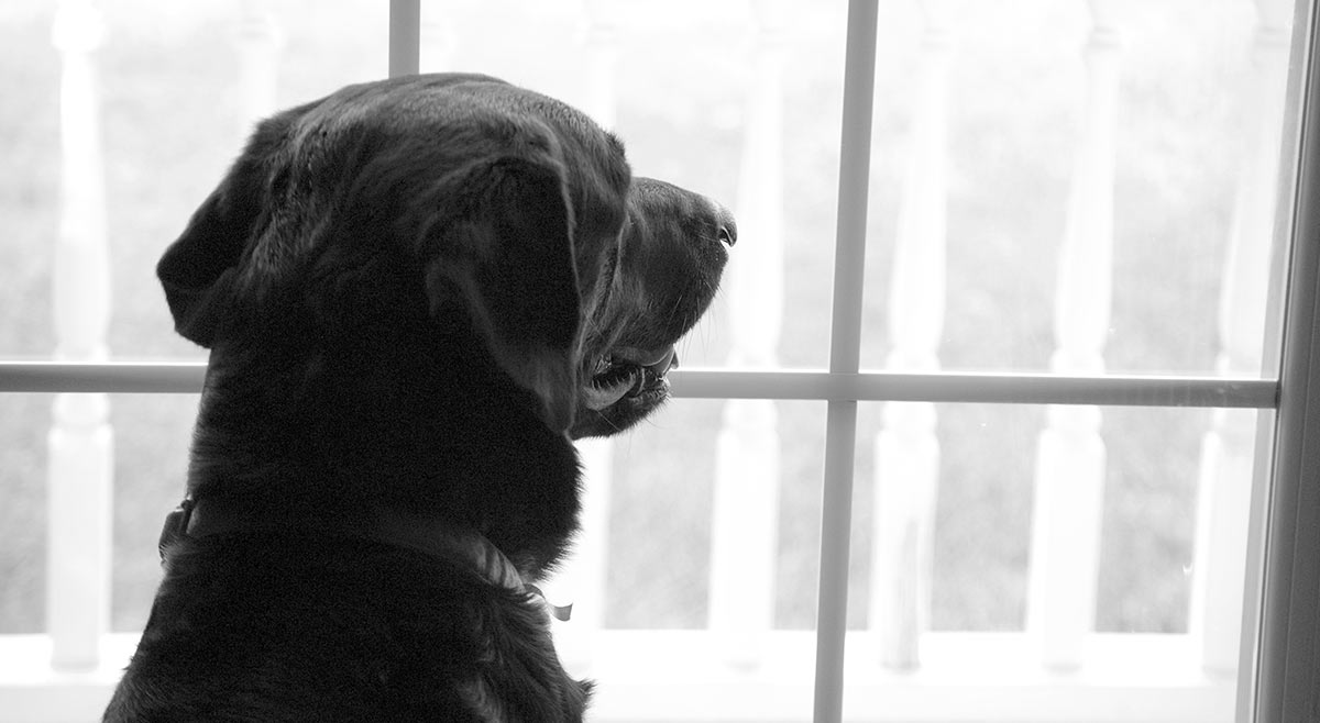 puppy fostering foster dogs a guide to fostering the labrador site puppy fostering foster dogs a guide to fostering the labrador site