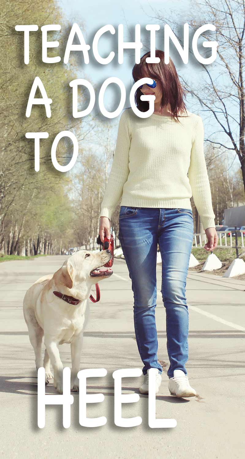 Teaching a dog to heel can be quite a challenge - The Labrador Site helps you succeed