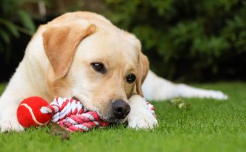 best lab puppy toys