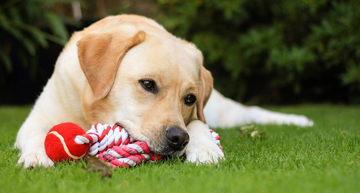 Our favorite interactive toys the labrador site