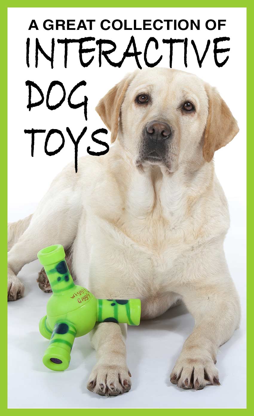 Interactive dog toys go that little bit further and provide dogs with challenges and opportunities for more play. This is a collection of our favorites