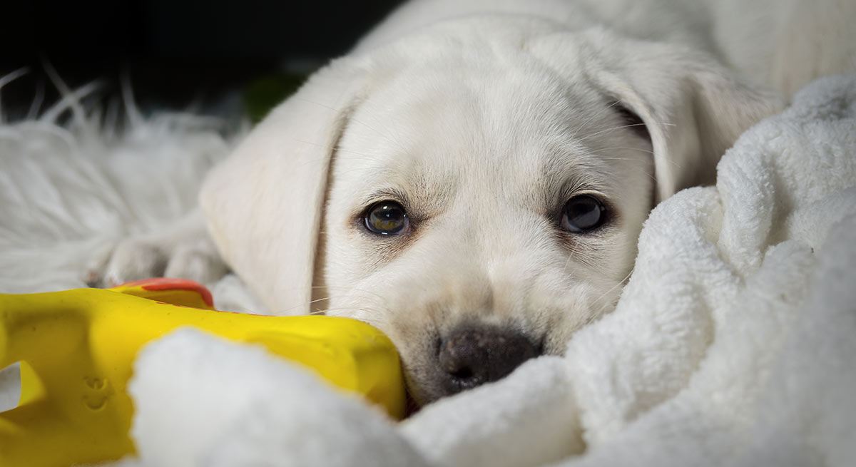 can we give milk to labrador puppy