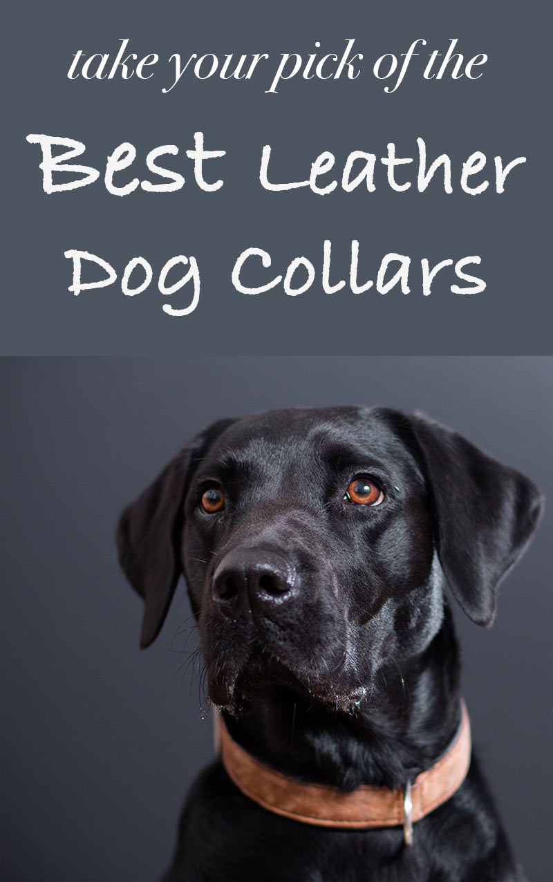 A Collection Of Our Favorite Collars & Harnesses For Puppies The