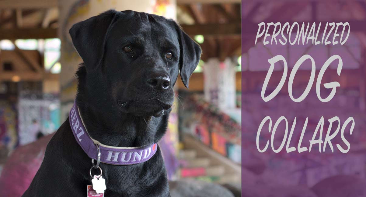 Dog collars for girl labs Clearance