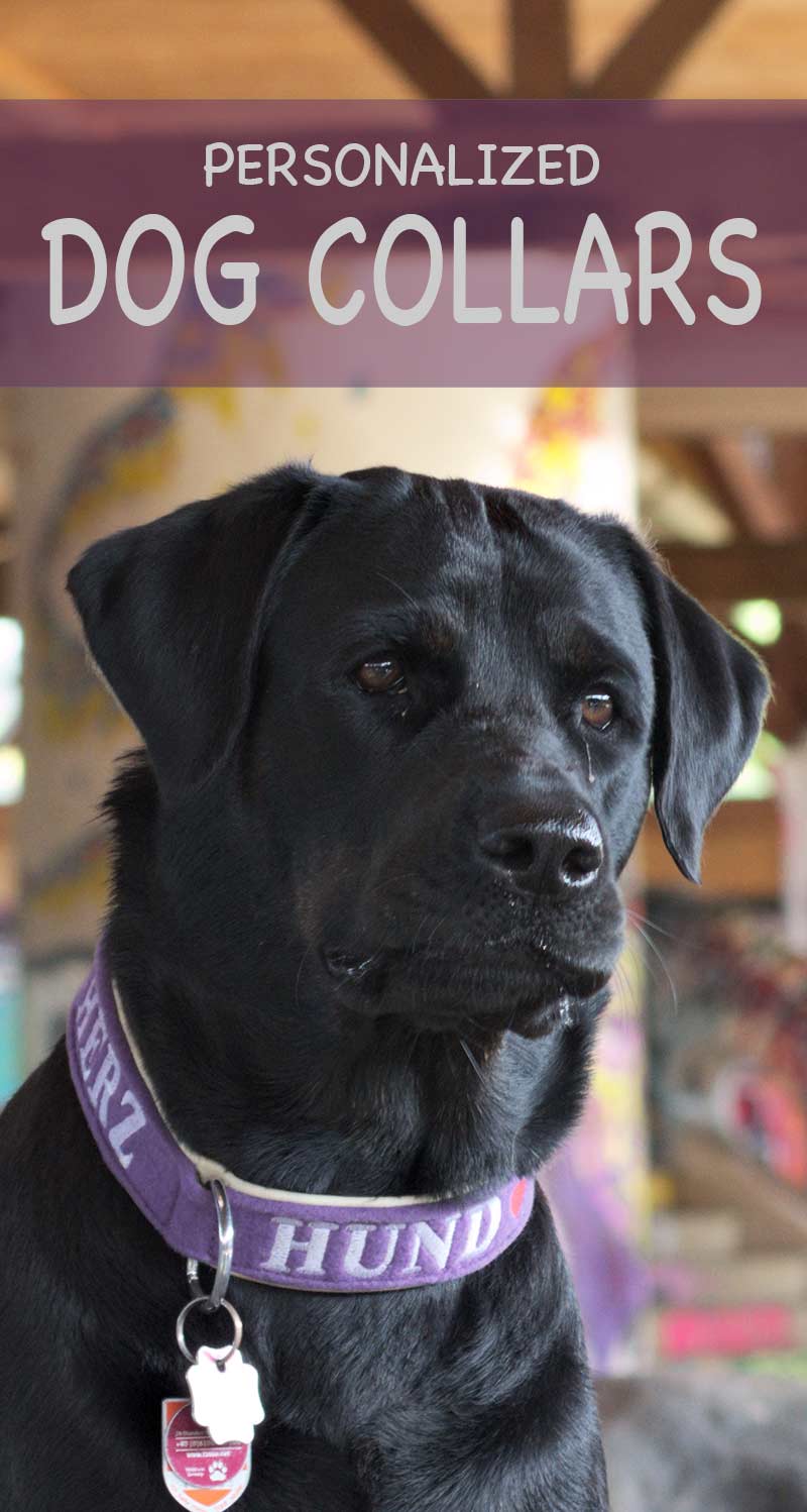 Personalized dog collars are a lot of fun. We look at a range of personalized collars for Labradors and other large breeds