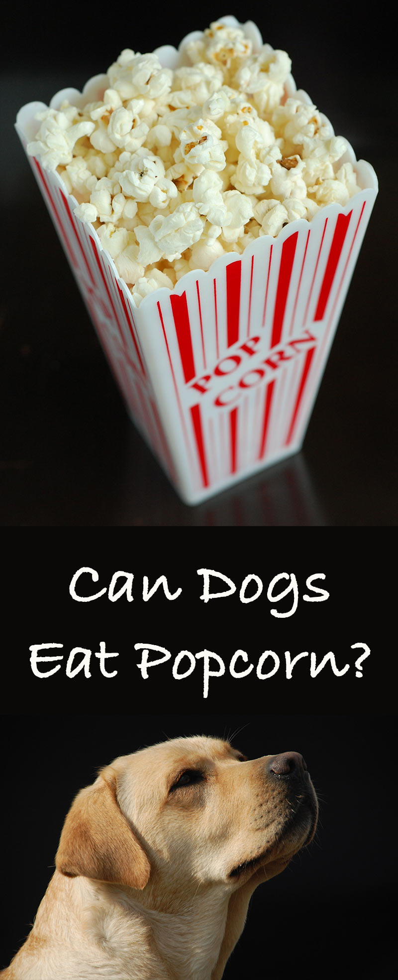 can dogs have popcorn