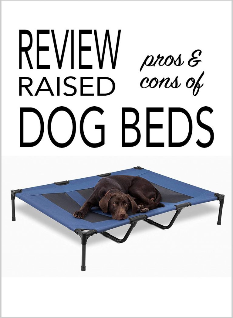 Our Favorite Big Dog Beds Perfect For Labs And Other Large Breeds