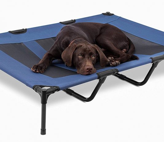 raised dog bed