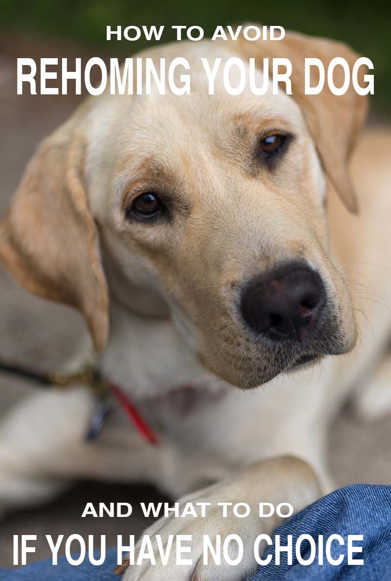 I need to rehome my labrador new arrivals