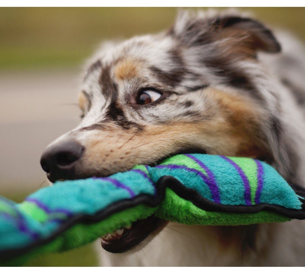 dog toy multiple squeakers