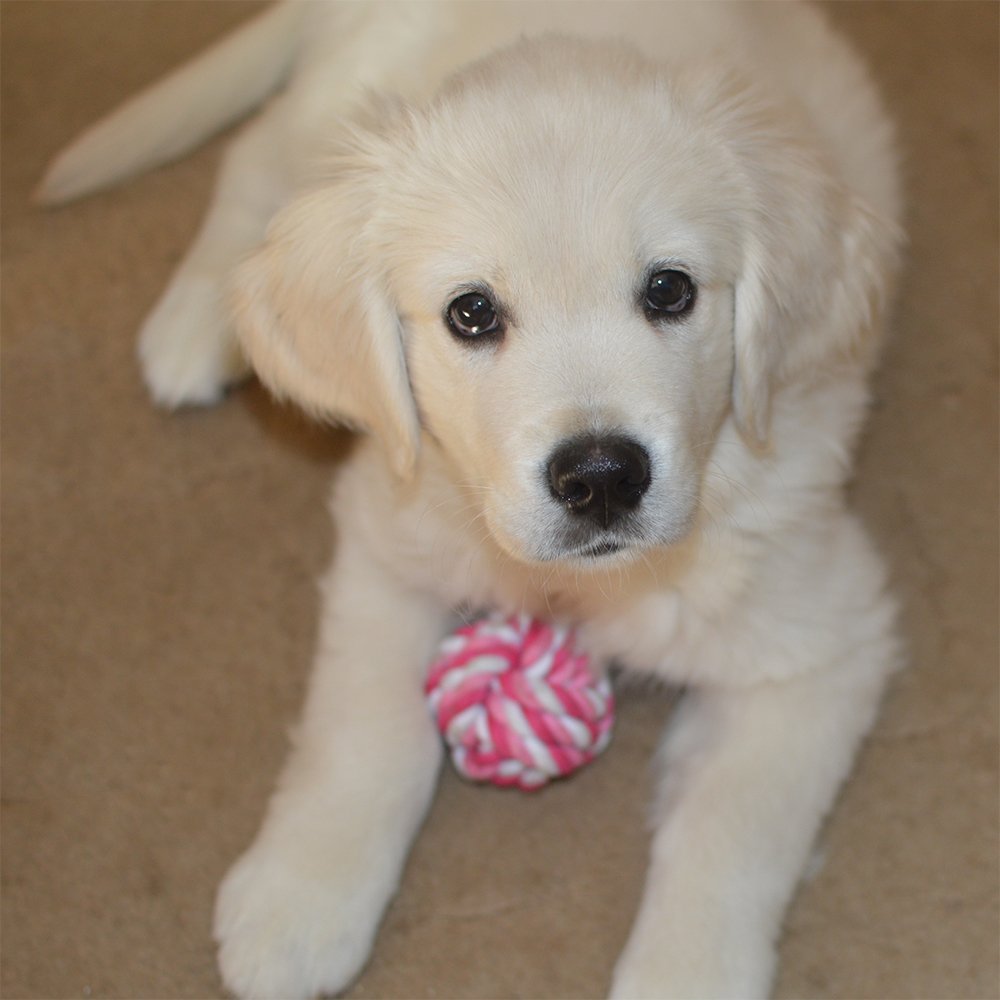 The Best Puppy Toys For Lab Puppies That Love To Play