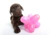 best dog puzzle toys