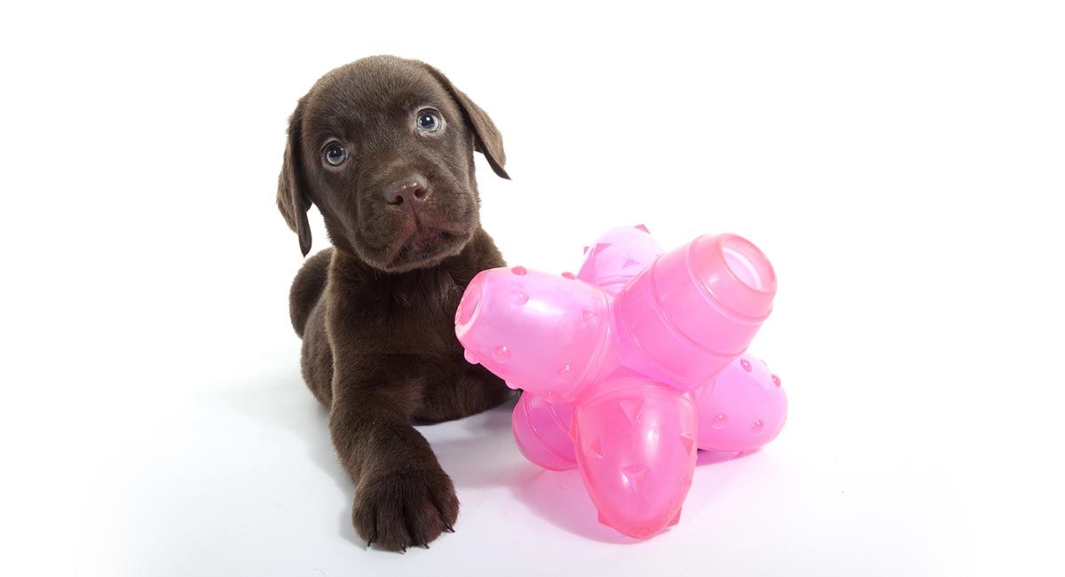 puppy puzzle toy