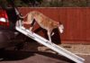 dog ramp