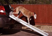 dog ramp