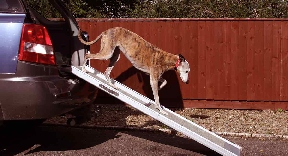 dog ramp to go over stairs