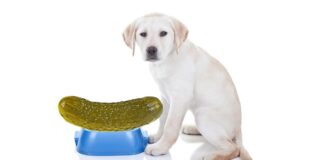 can dogs eat pickles