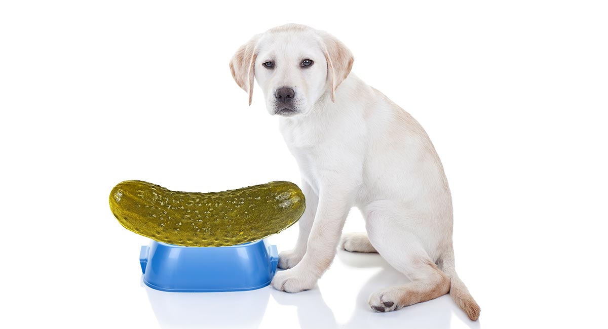 Can Dogs Eat Pickles? A Complete Guide 