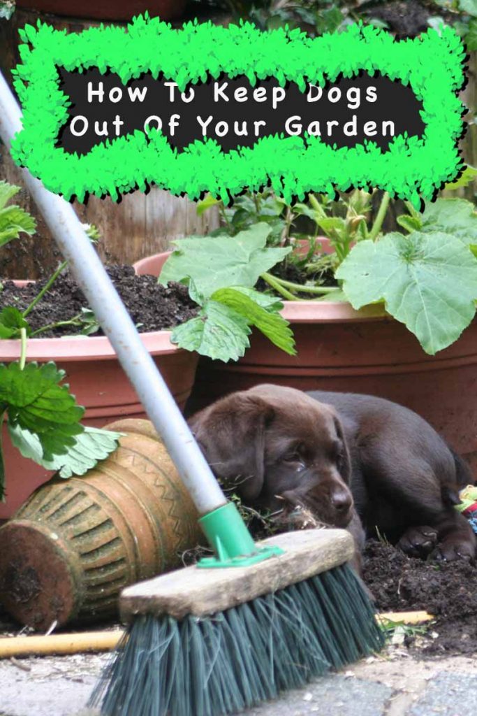 How To Keep Dogs Out Of Garden Areas - Dog Repellents Vs Training
