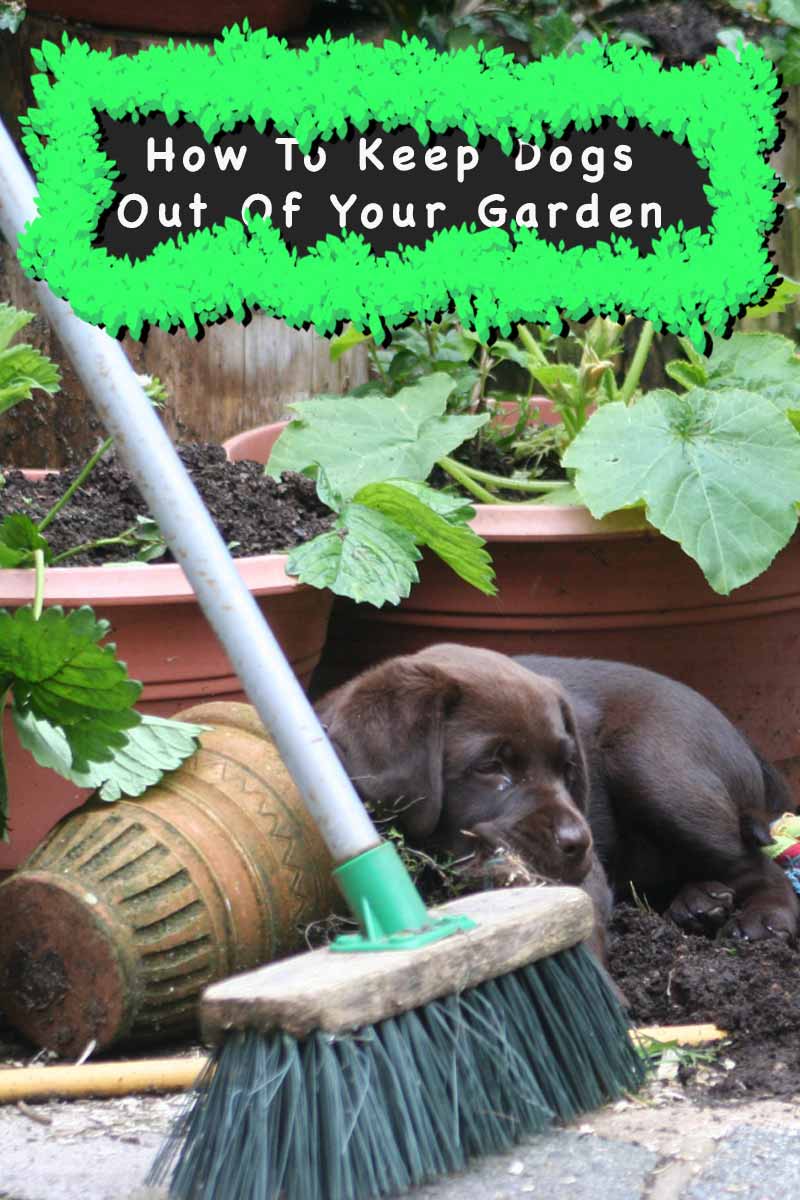 How To Keep Dogs Out Of Garden Areas - Dog Repellents Vs ...