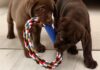 indestructible dog toys