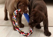 indestructible dog toys