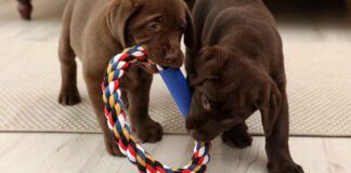 indestructible dog toys