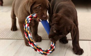 indestructible dog toys