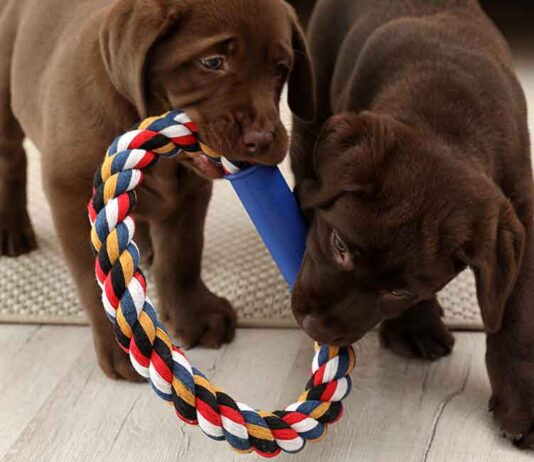 indestructible dog toys