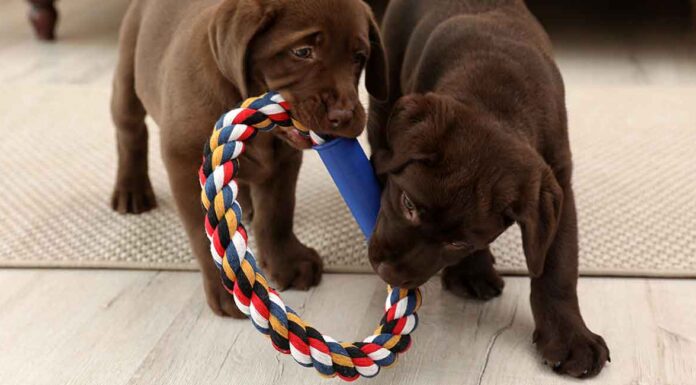 tough dog frisbee