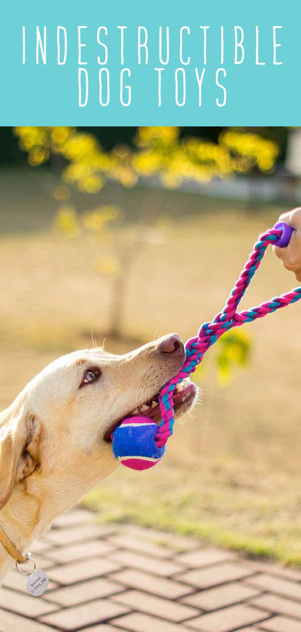 8 Best Indestructible Dog Toys For Tough Dogs (1000+ Tested) - Dog Lab