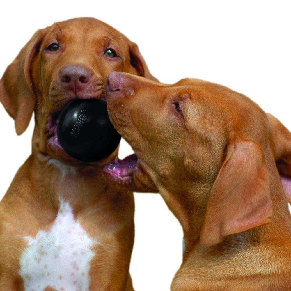 best indestructible dog toys