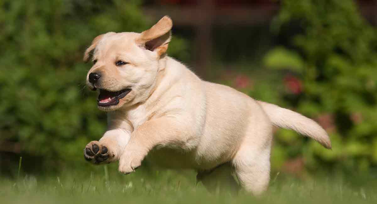 Labrador Growth Rate Chart