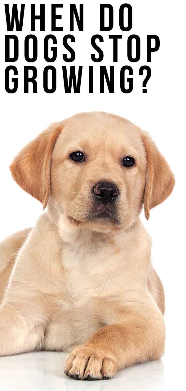 what age do female labradors stop growing