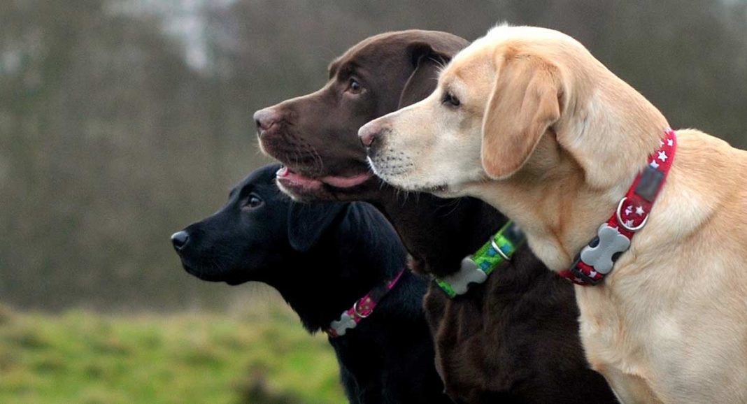 Labrador Collar Tips Sizes, Styles, And Choosing A Collar For Your Lab