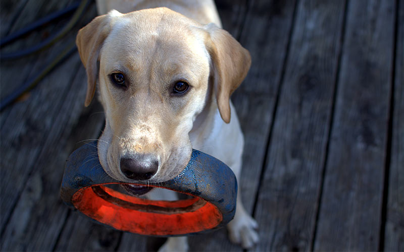 best indestructible dog toys