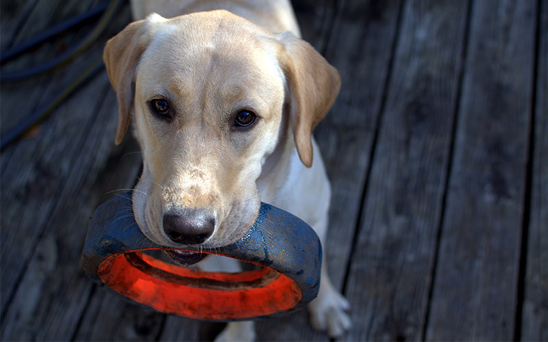 8 Best Indestructible Dog Toys For Tough Dogs (1000+ Tested) - Dog Lab