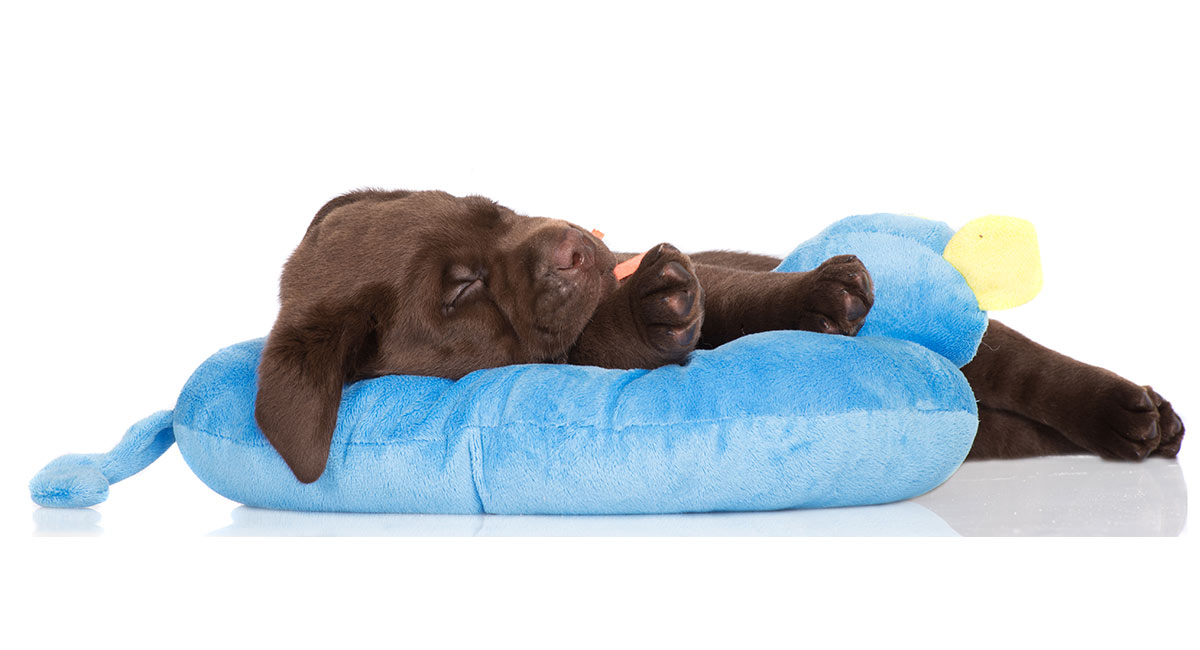 Puppy Beds And Blankets A Collection From The Labrador Site