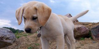 Pippa s Big Guide To The Best Puppy Toys You Can Buy
