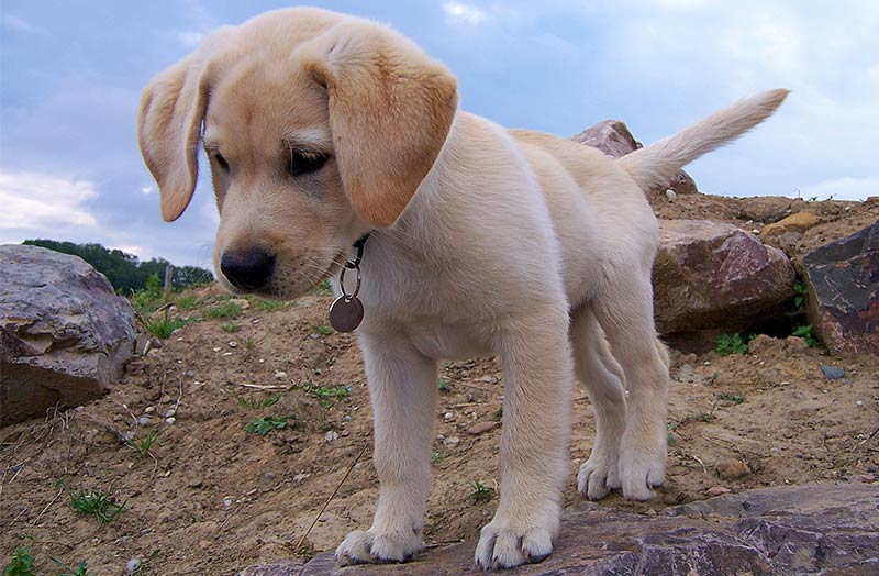 lab dog toys