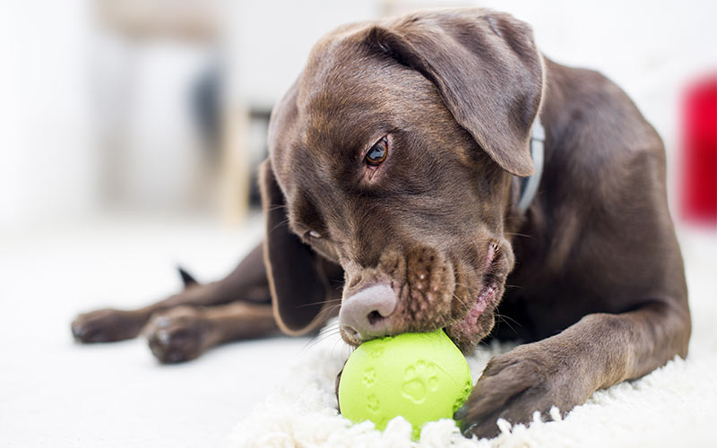 foraging balls for dogs