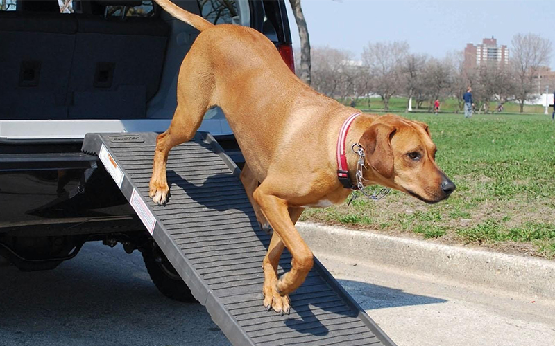 Best Dog Ramp - Reviews of Dog Ramps For Car, Bed, Stairs 