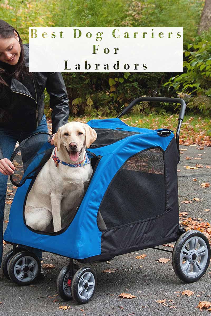 dog pushchair labrador